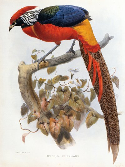 Hybrid Pheasant Chrysolophus pictus Chrysolophus amherstiae by Daniel Giraud Elliot